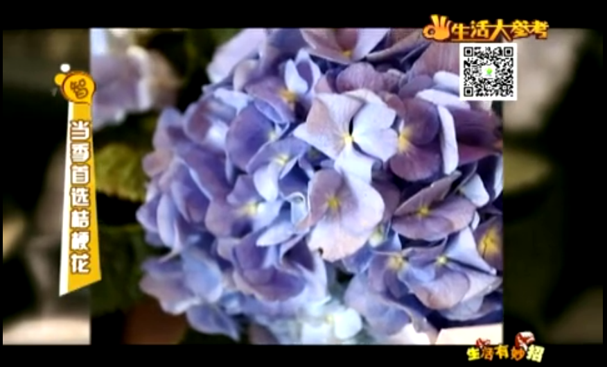 當(dāng)季首選桔?；▇