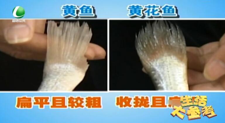 你真的會買黃花魚嗎？