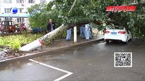樹倒砸車誰來擔責？