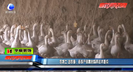 春季產(chǎn)蛋鵝的飼養(yǎng)技術(shù)要點