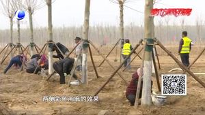 廊坊開發(fā)區(qū)“一地、一帶、五路”造林綠化工作進展順利