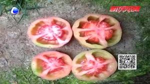 空心西紅柿是打了激素不能吃？專家辟謠為你壓壓驚