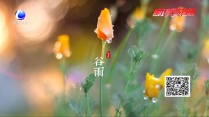 谷雨養(yǎng)生：祛濕除熱防春火 適當鍛煉強體魄
