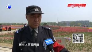 郁金香開(kāi)放爛漫時(shí) 文明賞花莫“傷花”