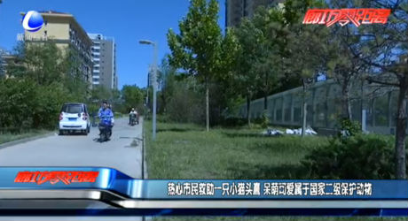 熱心市民救助一只小貓頭鷹 呆萌可愛(ài)屬于國(guó)家二級(jí)保護(hù)動(dòng)物