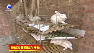 固安縣精準幫扶打贏脫貧攻堅戰(zhàn)