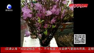 干枝杜鵑再現(xiàn) 業(yè)內(nèi)人士：大規(guī)?？撤テ茐纳鷳B(tài)平衡