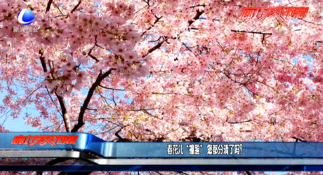 春花兒“撞臉” 您都分清了嗎？