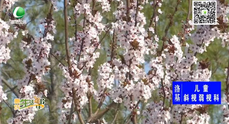 又是一年春來到 踏青賞花正當(dāng)時(shí)