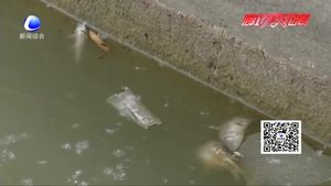 零距離·關(guān)注：人民公園人工湖內(nèi)現(xiàn)死魚 工作人員表示或與放生、捕魚有關(guān)