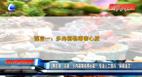 零距離求真：多肉植物毒害心臟？專(zhuān)業(yè)人士盤(pán)點(diǎn)“綠植謠言”