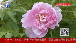 自然公園牡丹花開 爭(zhēng)奇斗艷扮靚城市一角