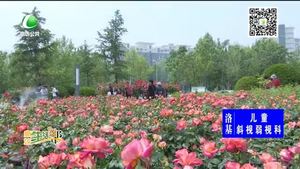 丹鳳公園10余萬(wàn)株月季 花開正艷