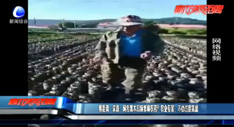 零距離·求真：網(wǎng)傳黑木耳頻繁噴農(nóng)藥？農(nóng)業(yè)專家：不必過度焦慮