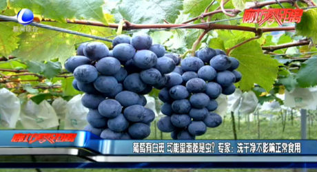 葡萄有白斑 可能里面都是蟲？專家：洗干凈不影響正常食用