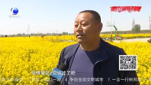 400畝油菜花進入盛花期 游客絡(luò)繹不絕