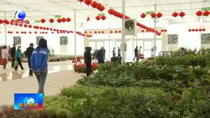 永清縣恒美國際花都：鮮花爭(zhēng)奇斗艷 游客紛至沓來