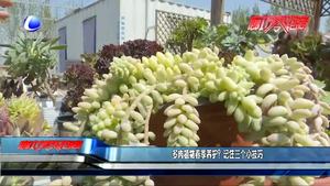 多肉植物春季養(yǎng)護(hù)？記住三個(gè)小技巧