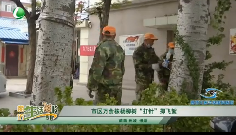 市區(qū)萬(wàn)余株楊柳樹“打針”抑飛絮