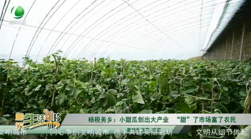 楊稅務鄉(xiāng)：小甜瓜創(chuàng)出大產(chǎn)業(yè)“甜”了市場富了農(nóng)民