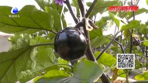 科技成果示范基地：日光溫室甜椒、番茄、茄子優(yōu)良品種示范