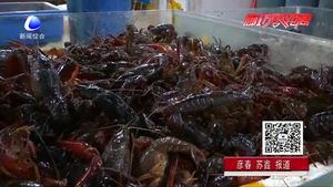 美味龍蝦季也有煩惱 吃小龍蝦過敏了怎么辦？