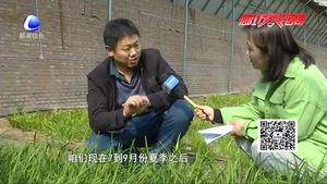 科技成果示范基地：日光溫室韭菜、黃瓜、草莓優(yōu)良品種示范