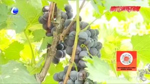 十五萬(wàn)多斤葡萄滯銷 里瀾城村民求助找銷路