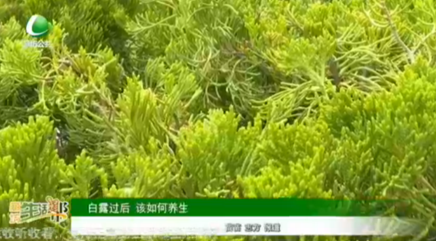 白露過(guò)后 該如何養(yǎng)生