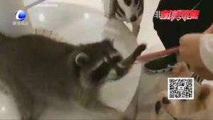 【法在身邊】在咖啡店被小動物咬傷誰擔責？