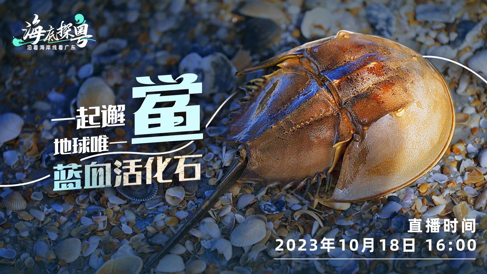 直播 | 一起邂“鱟”地球唯一“藍血活化石”！
