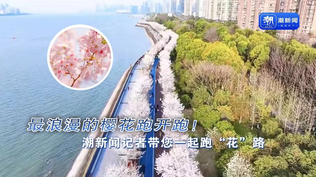 最浪漫的櫻花跑開跑！潮新聞記者帶您一起跑“花”路