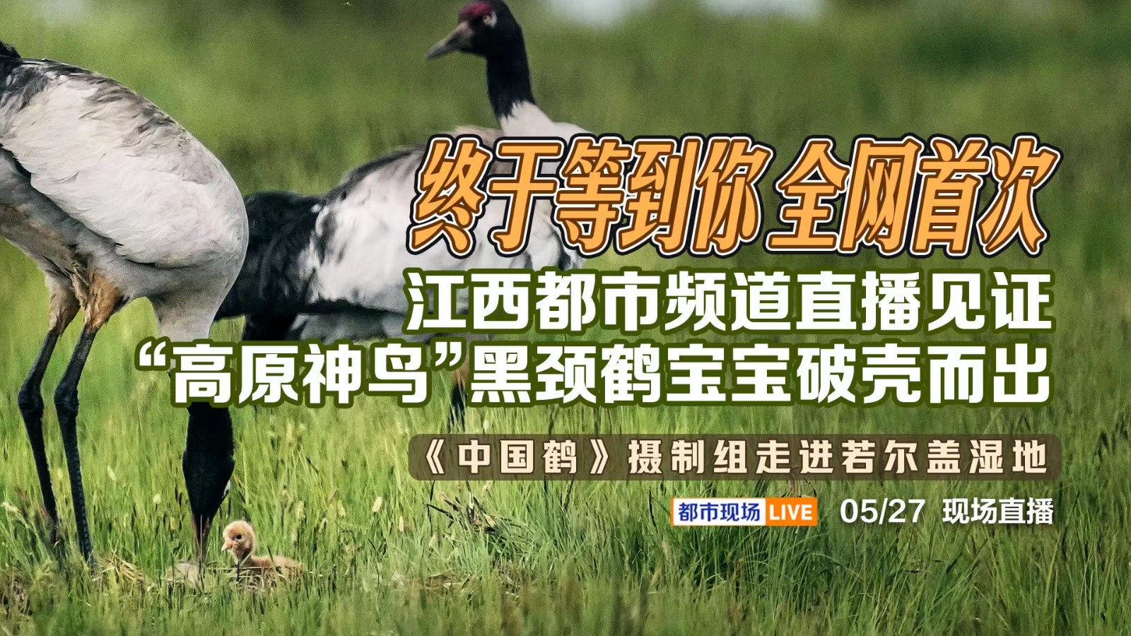 終于等到你 全網(wǎng)首次！江西都市頻道直播見證“高原神鳥”黑頸鶴寶寶破殼而出——《中國鶴》攝制組走進若爾蓋濕地