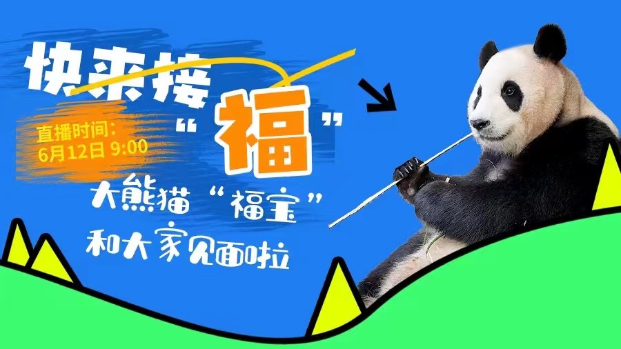 快來接“福”！大熊貓“福寶”和大家見面啦