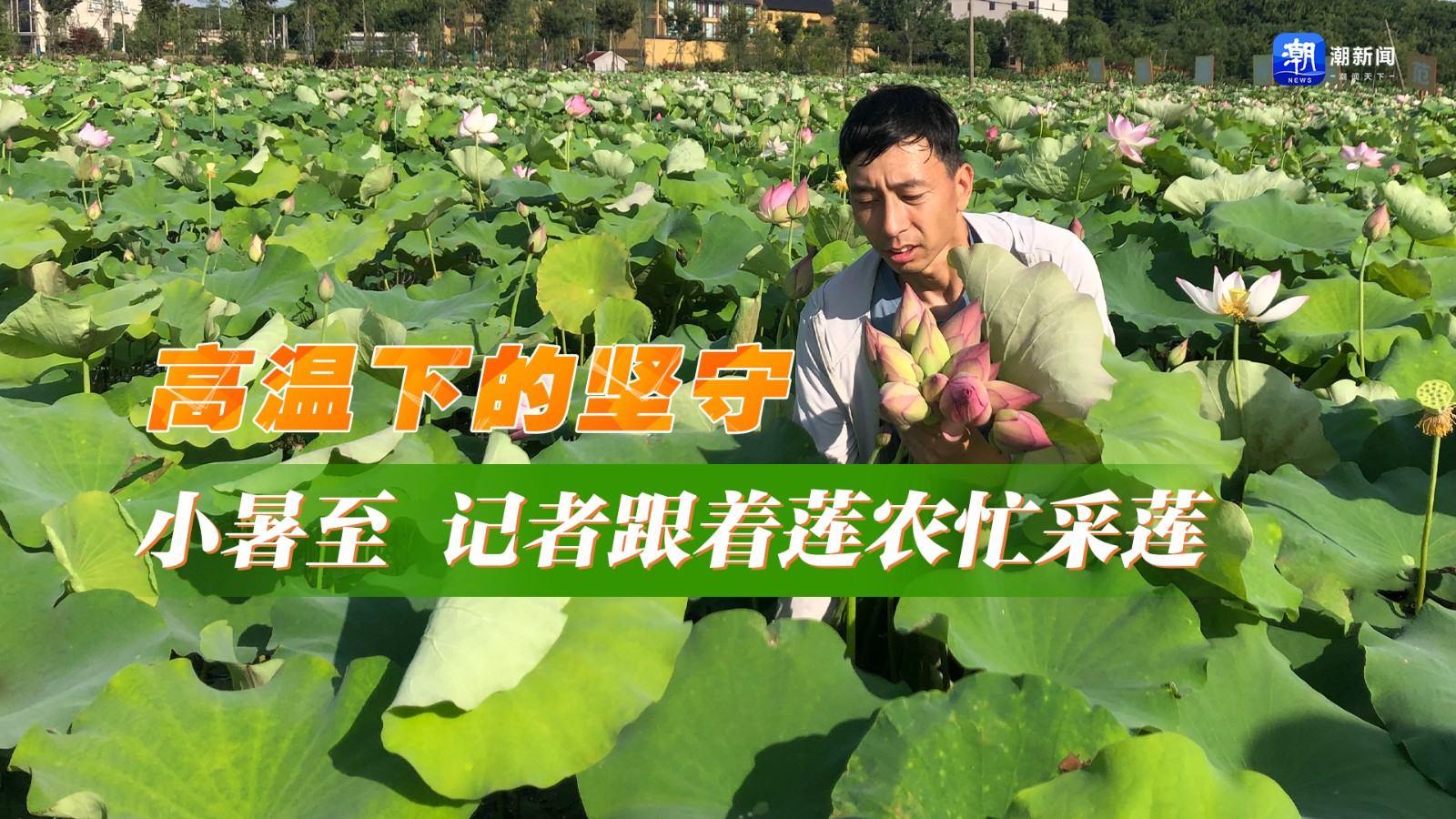 高溫下的堅守丨小暑至 記者跟著蓮農忙采蓮