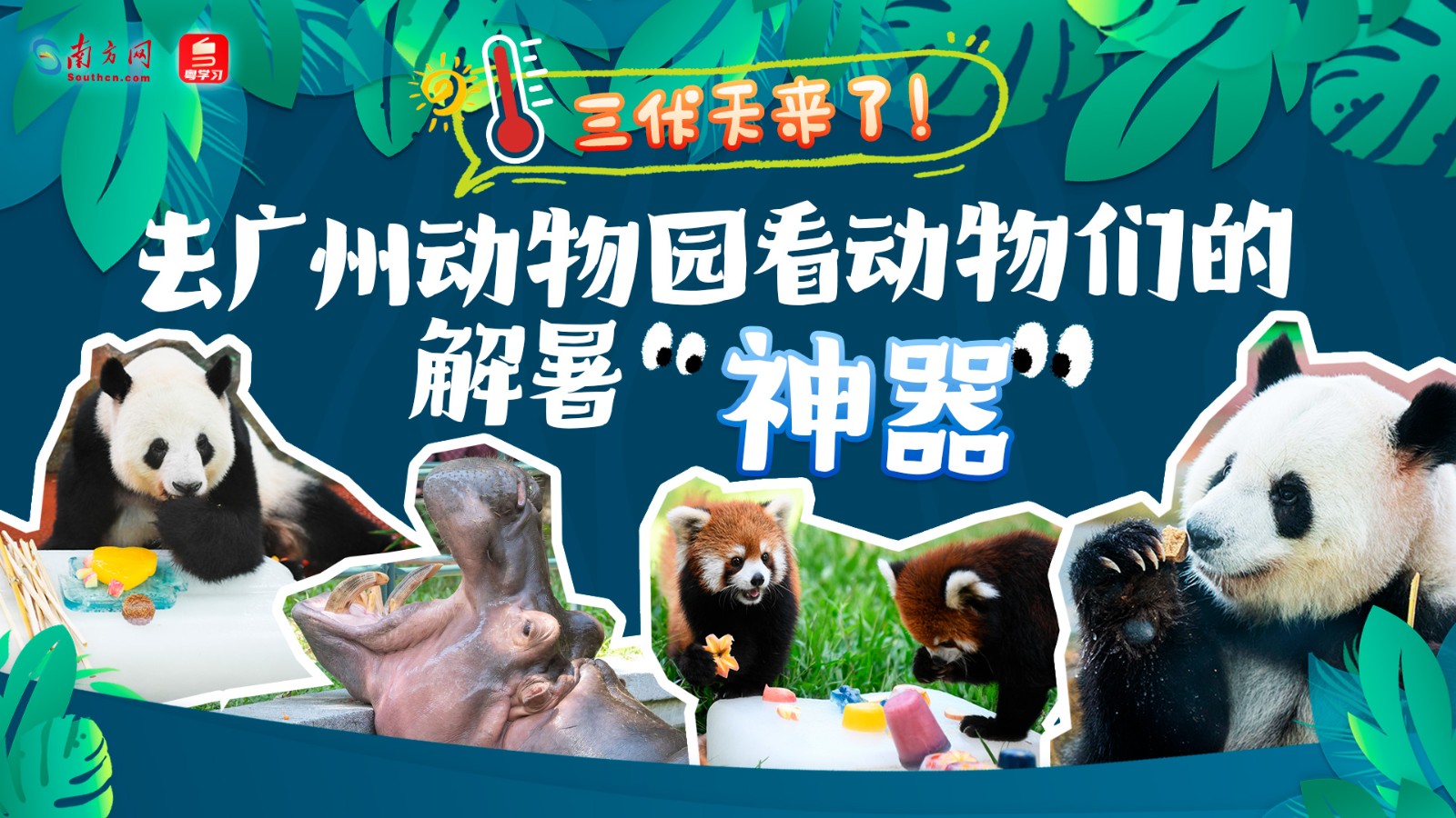 三伏天來(lái)了！去廣州動(dòng)物園看動(dòng)物們的解暑“神器”